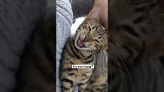 Happy Raja As A Kitten 🐣