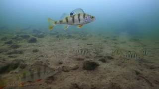 Подводные съемки. Поведение окуней на рыбалке (Underwater Perch Fishing) Хорошее качество).