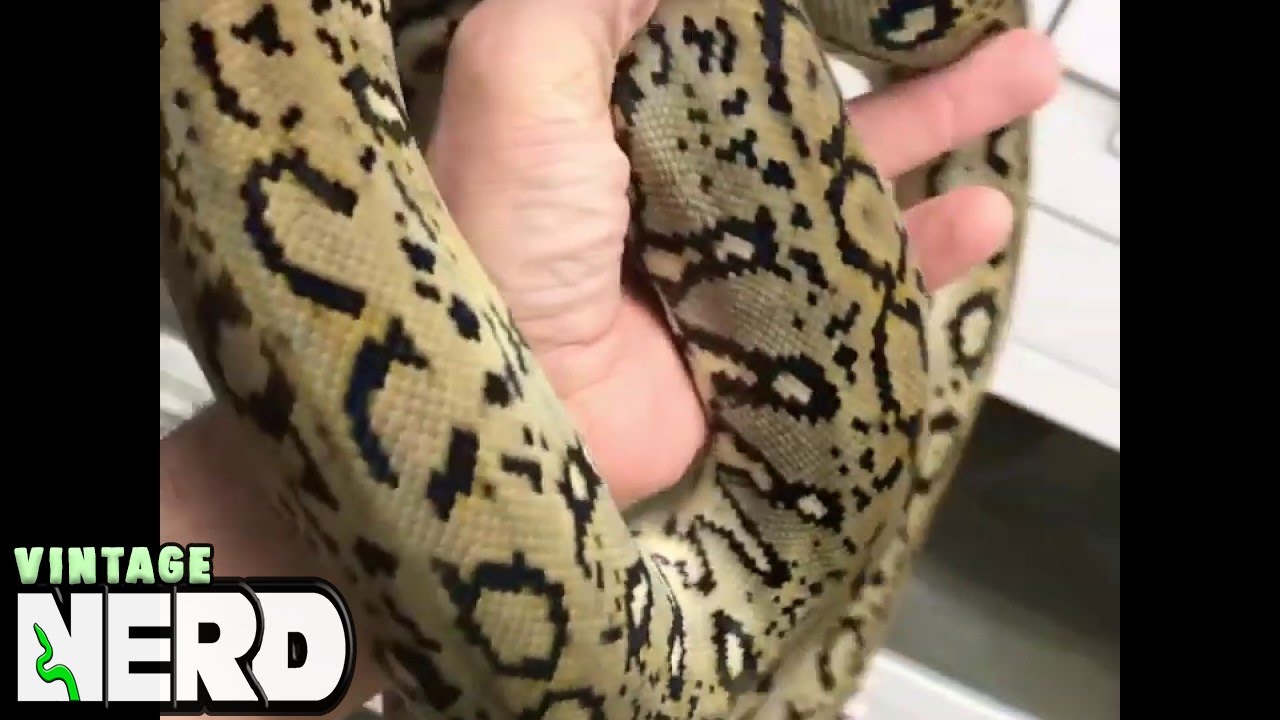 Ocelot Reticulated Python - Amazing Python, look at this pattern! - YouTube