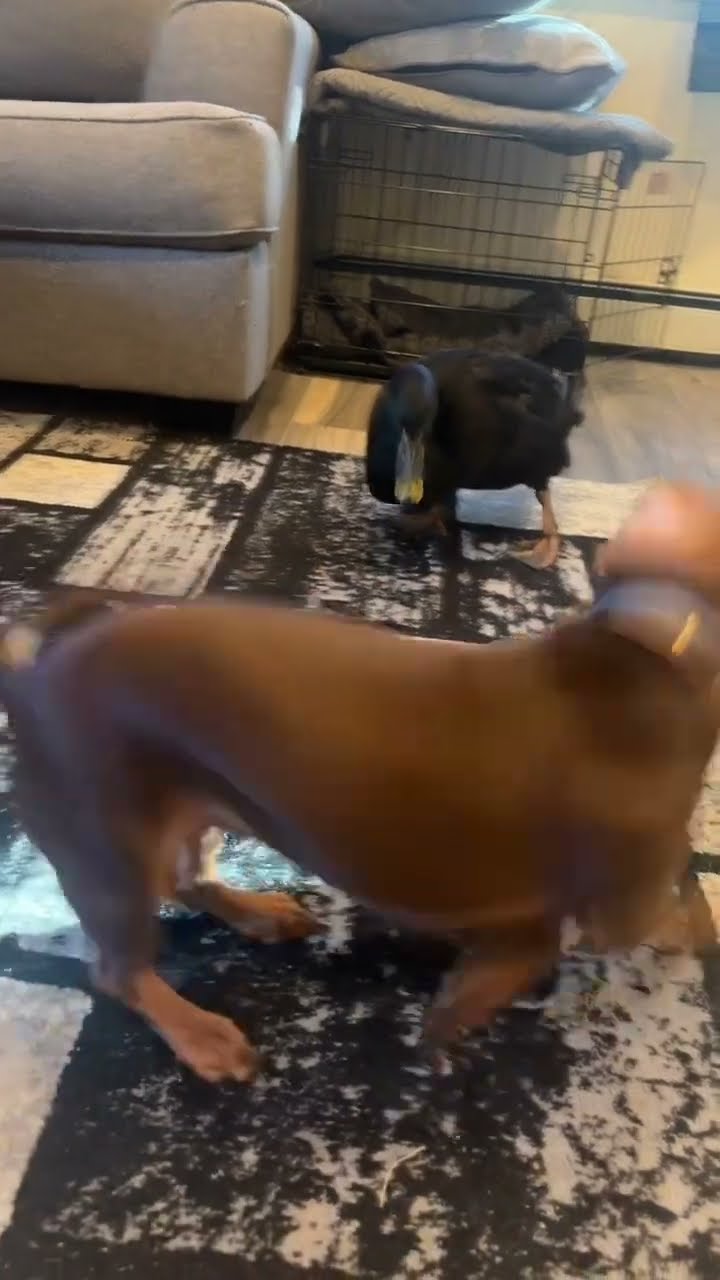 Duck And Dog Best Friends || ViralHog