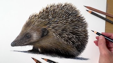 Drawing A Hedgehog In Colored Pencil | Timelapse