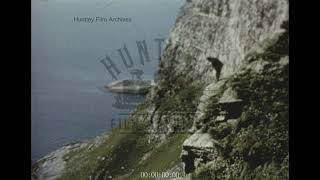 Nesting Kittiwakes on a Norwegian Cliffside, 1960s - Archive Film 1073450