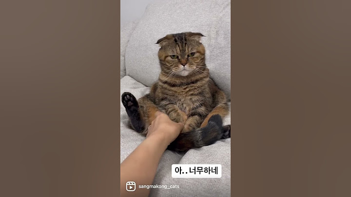 감정에충실한고양이 #고양이일상 #스코티쉬폴드 #cat
