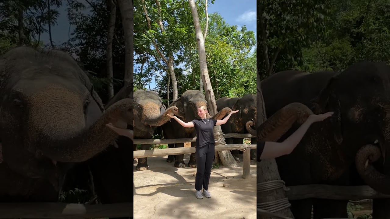 How We Rescued Elephants - From Former Tourist Attractions to Rescued Elephants - Saving Elephants -