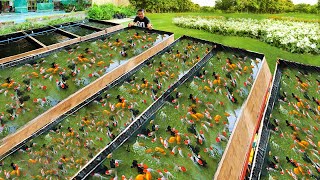 Genius Methods for Raising Ornamental Fish Harvesting fish and Transferring thousands of small Fish