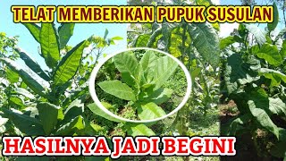 Inilah Yang Terjadi Jika Kita Telat Memberi Pupuk