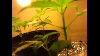 Update #6 Growing Weed At Home