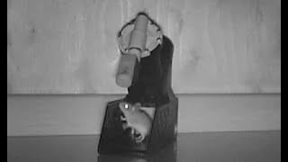 The Best Mouse Trap I Have Used A24 Goodnature Rat And Mouse Trap