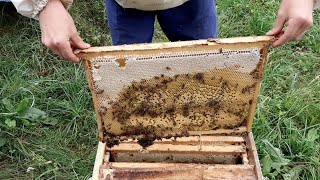 видео: ПРОВЕРКА ЛОВУШЕК 2021. ПЕРЕСАДКА РОЁВ. ЛОВУШКА 30 КГ!!! картинка: ПРОВЕРКА ЛОВУШЕК 2021. ПЕРЕСАДКА РОЁВ. ЛОВУШКА 30 КГ!!!