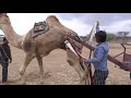 #camel  उंट को उंटगाडी में सवारी हेतु तैयार करते हुए अमीलाल Amilal preparing camel for camel cart