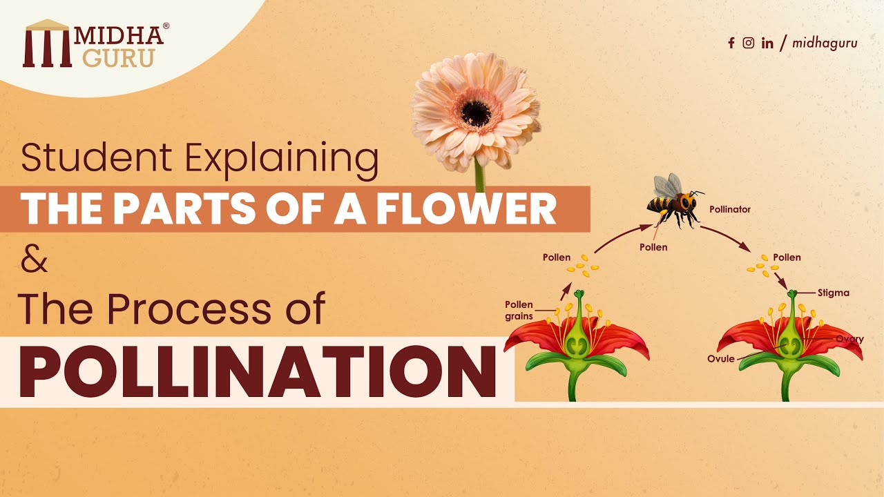 Students Visually narrating The Parts of a flower and The Process of ...