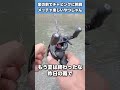家の前の川でベイトチャビングしてみたら…