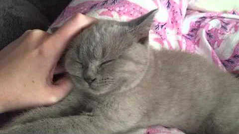 Video 770571: british shorthair kittens cuddling, british shorthair kitten enjoying, british shorthair lilac kitten