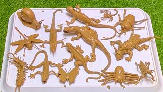 Explore Bugs, Insects and Reptiles: Simple Names and Fun Facts for Little Learners
