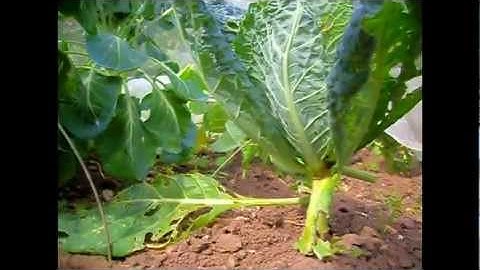 4t(REC)k "Folk Sans Mettle Neuf" feat. homegrown veggies