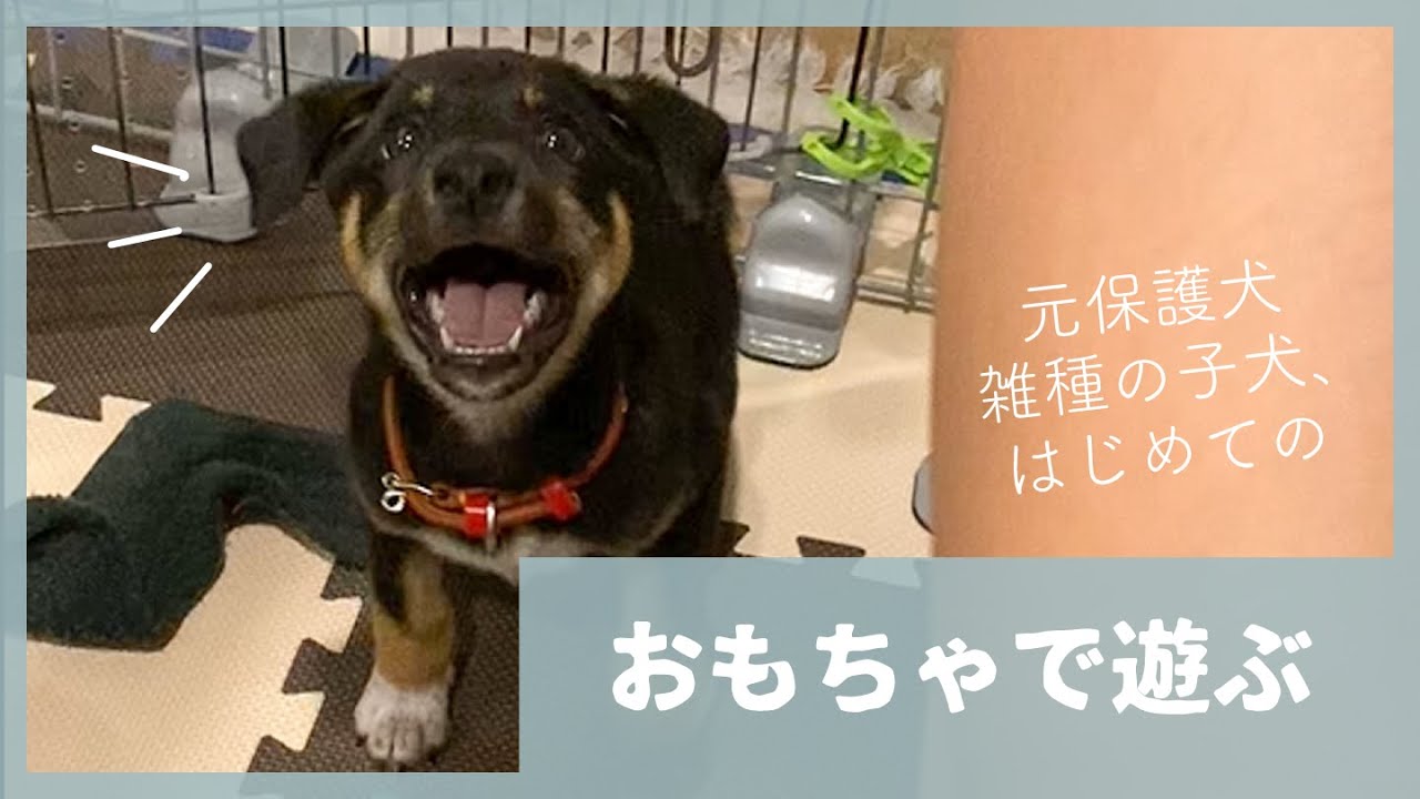 元保護犬 ありえんかわいさの雑種子犬がはじめておもちゃで遊ぶ Youtube
