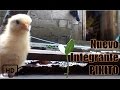 Nuevo Integrante PIKITO -Pollito tierno