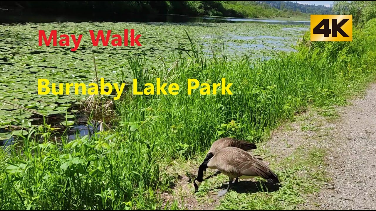 [4K]May Walk, Burnaby Lake Regional Park, BC , Canada