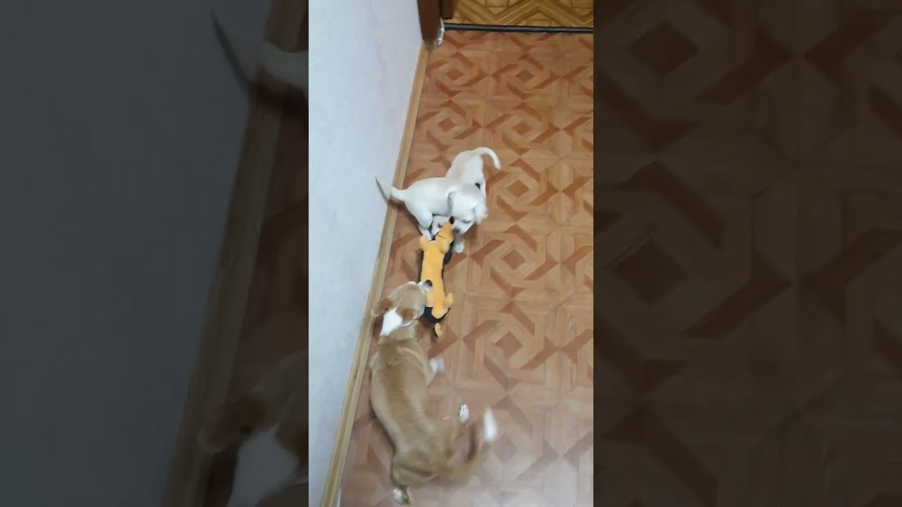 Angry Chihuahuas Horse Racing!