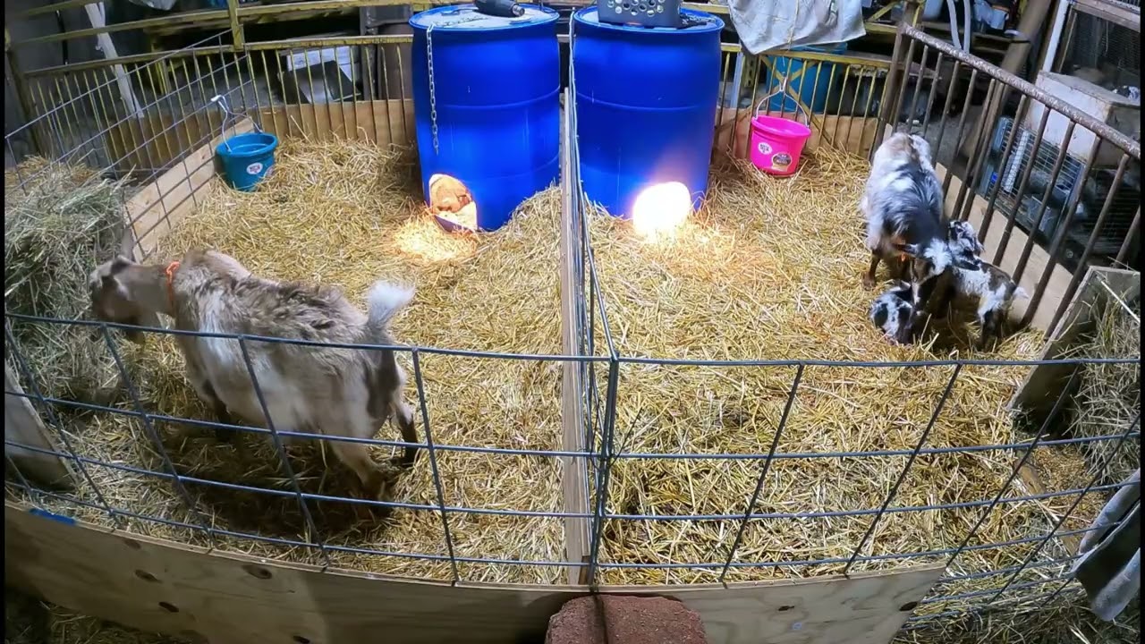 our first kidding experience