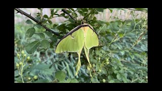 Rare Luna Moth Sighting in Missouri by danielkersten 20 views 1 year ago 25 seconds