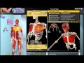 Pectoralis major muscle motion anatomy  kinesiology
