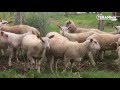 Connaissez vous le mouton charolais   teranima tv