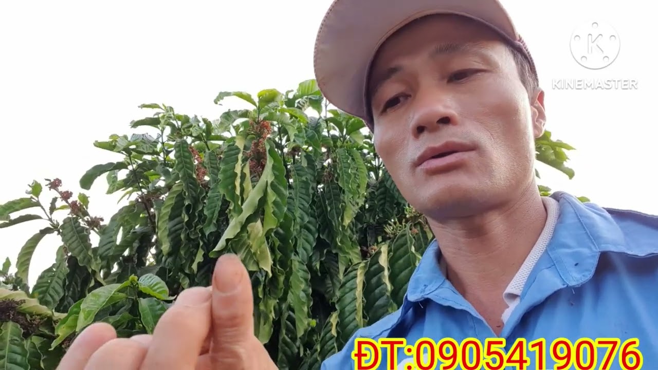 Outline Video cách cho phân mùa mưa hợp lí cho cây cà phê phát triển bền vững