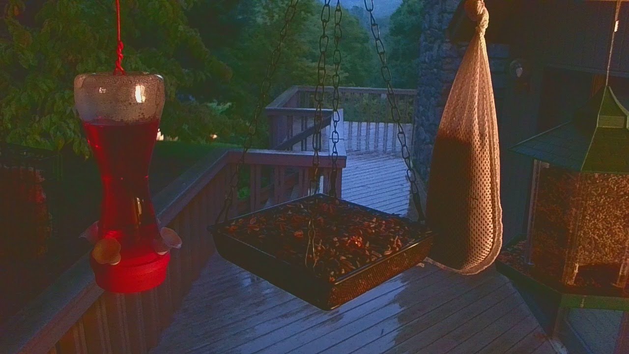 Live Bird Feeder "All night" Asheville NC. In the mountains. Aug. 14