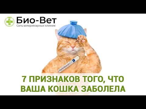 7 признаков того, что ваша кошка заболела