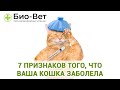 7 признаков того, что ваша кошка заболела