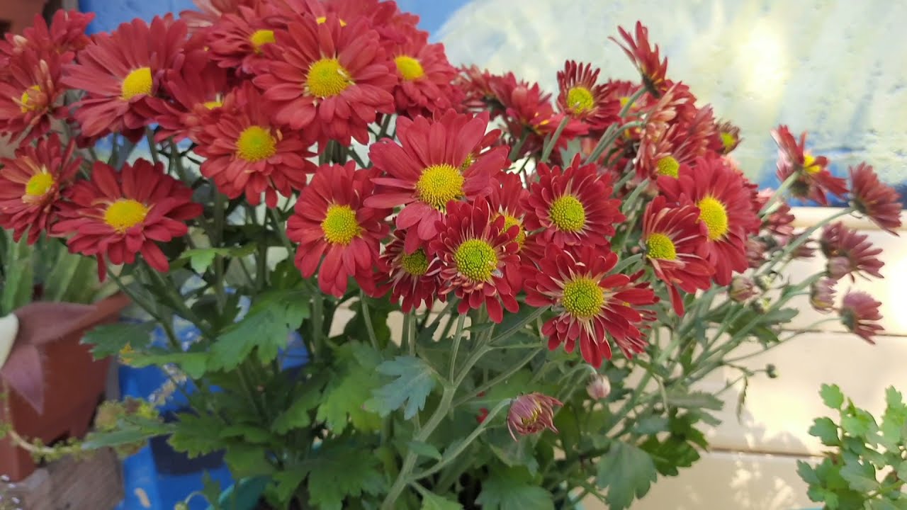 No REPLANTE, conseguimos cultivar crisântemos?