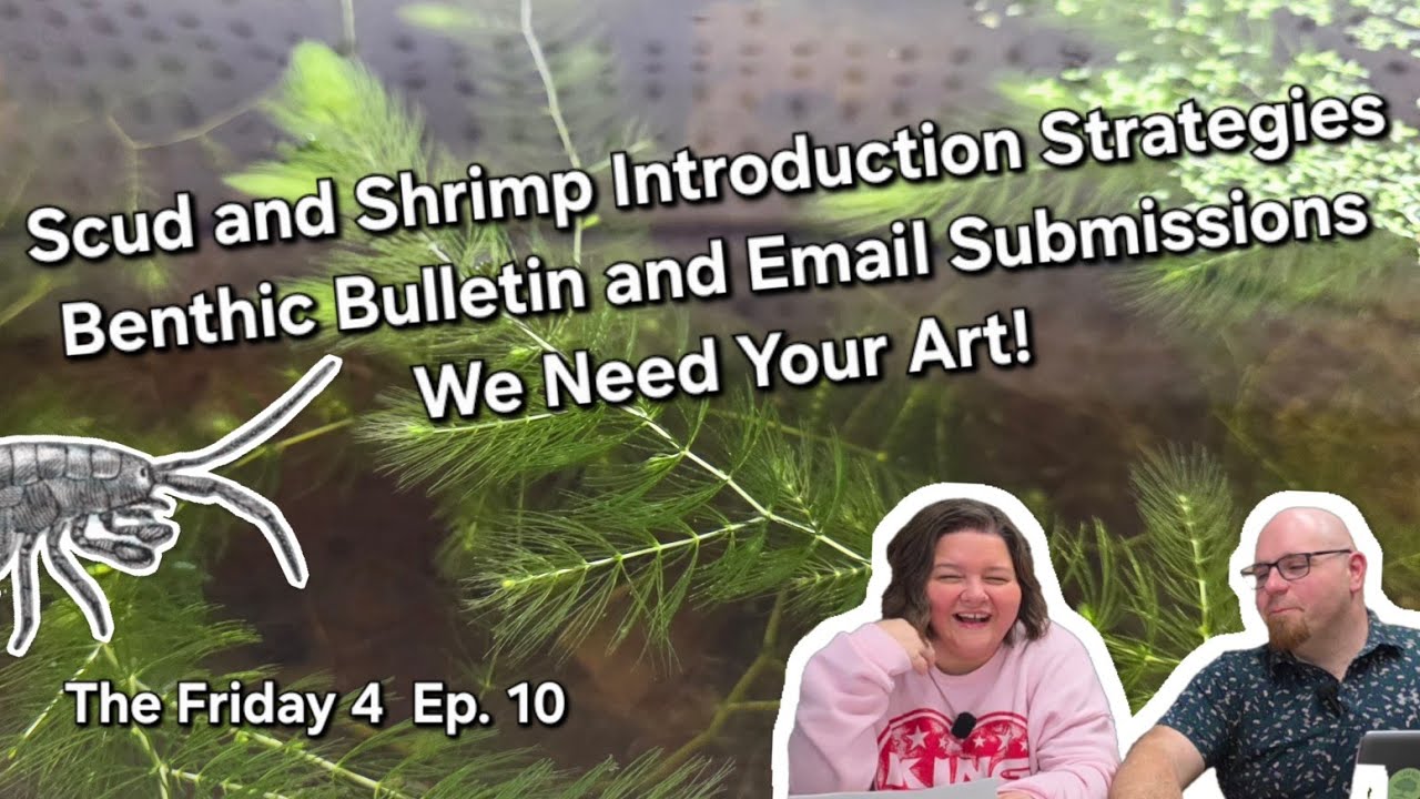 Introducing Scuds and Shrimp to a Cycled Aquarium - Benthic Bulletin Subs - The Friday 4 Ep. 10