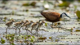 African Jacana: 90 Days From Egg to Wetland Survivor | Life on Water