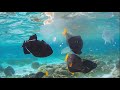 Sun siyam vilu reef maldives snorkeling part 2