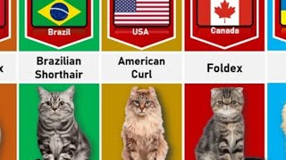 cat breeds from different countries by LYSON'S LION TECH 169 views 1 year ago 1 minute, 20 seconds