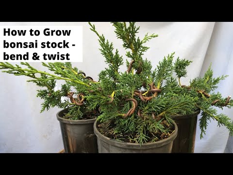 Beginners bonsai - how to bend and twist bonsai stock for better trees - grow great bonsai stock