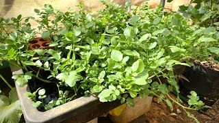 How to grow watercress in water, it's easy and water 3 times to have vegetables