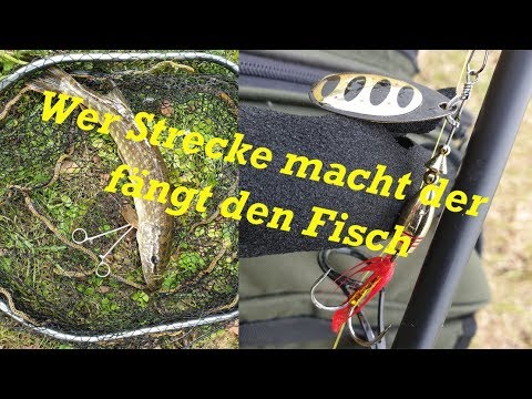 Wer Strecke macht der fängt den Fisch (mit Livebisse) @angelfuchstv74