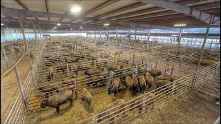 Bison Sale...It Was Bigger Than We Thought!