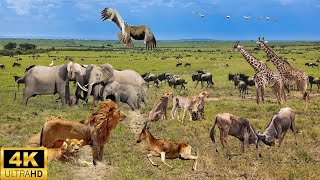 Африканская дикая природа 4K: Национальный парк Нижняя Замбези — живописный фильм о дикой природе с
