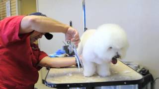 K-9 Design Dog Grooming