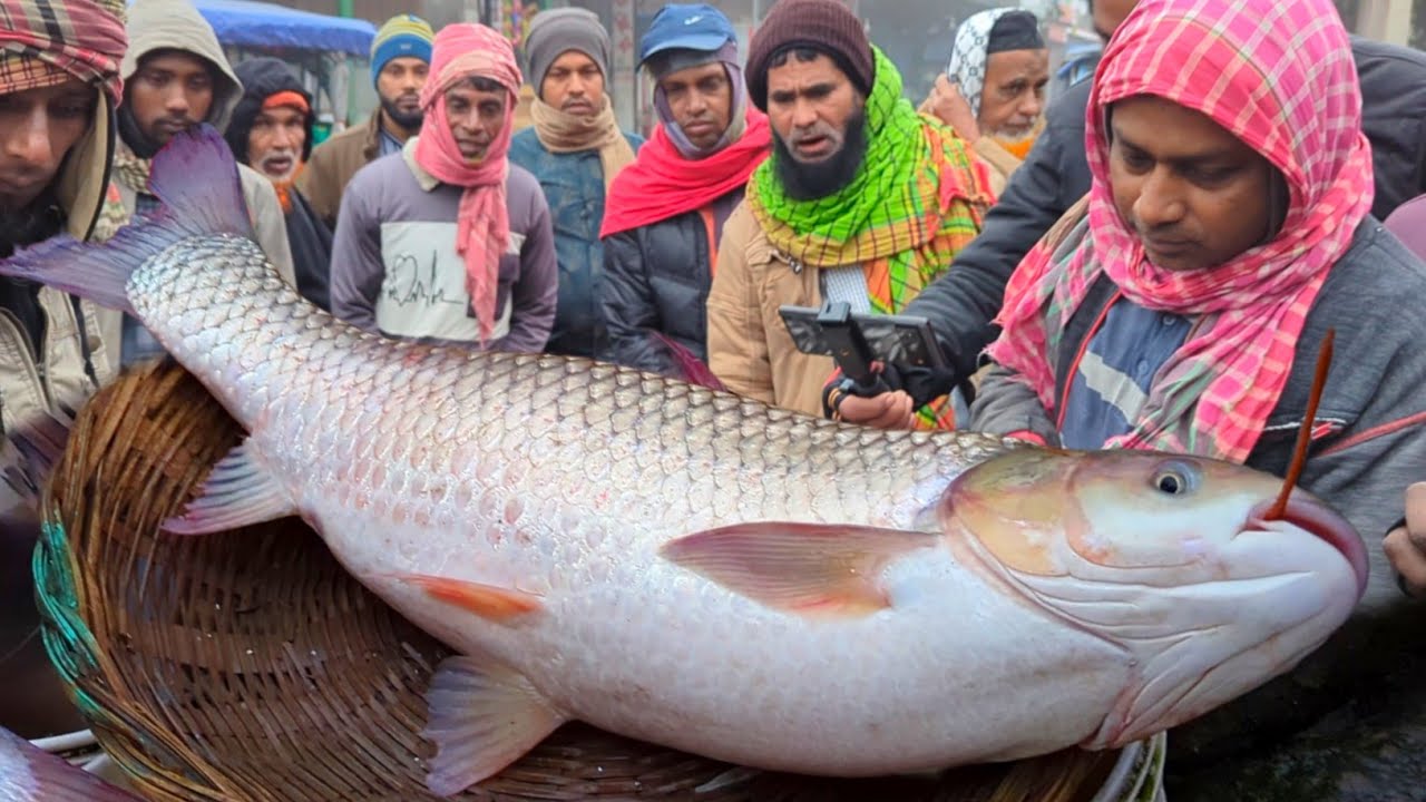 Tur Fish পদ্মায় ধরা পরল বিশাল গ্লাস কাপ ও আইর মাছ । Fish Market Tur ...