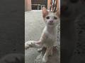 "Love is a four-legged word."#cat