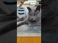 【昼さがりのグレさん】 #cat #癒し #bigcat