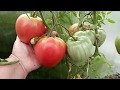 Супер лучшие, урожайные томаты:  Малиновая империя, Великосветский,Чудо земли, Гордость застолья.