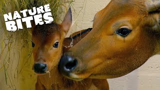 Banteng Baby's Zoo Adventure: A Tale of Playfulness and Drama | Nature Bites