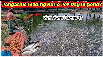Pangasius Fish Feeding Ratio Per Day in pond– Exact Formula for Fast Growth! 🐟📊 -Hindi