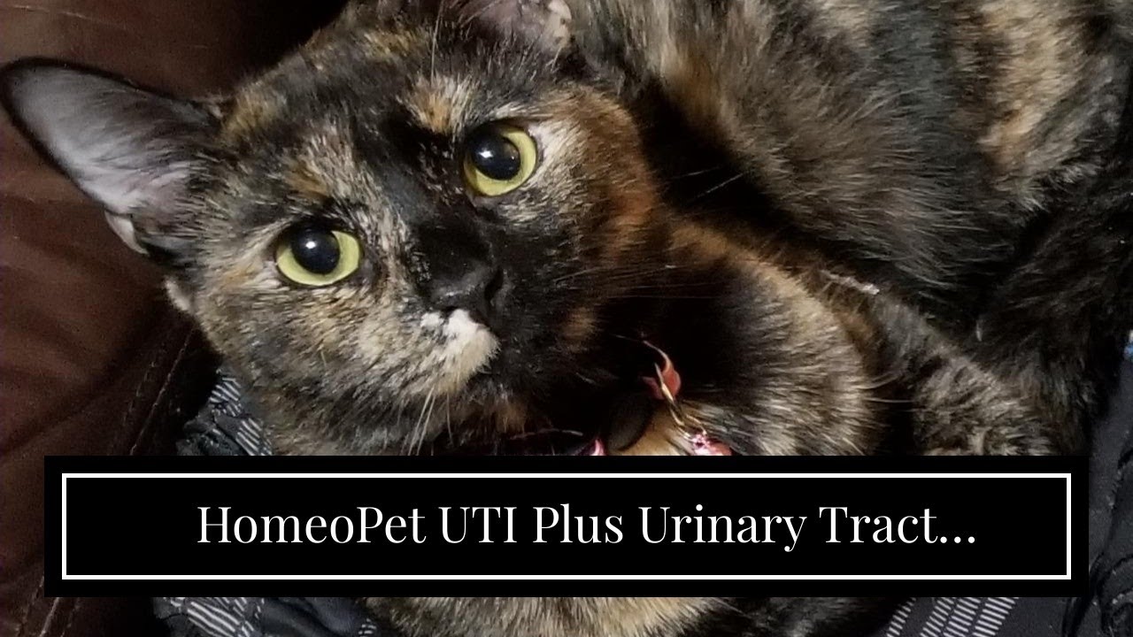 HomeoPet UTI Plus Urinary Tract Infection for Cats, 15ml YouTube