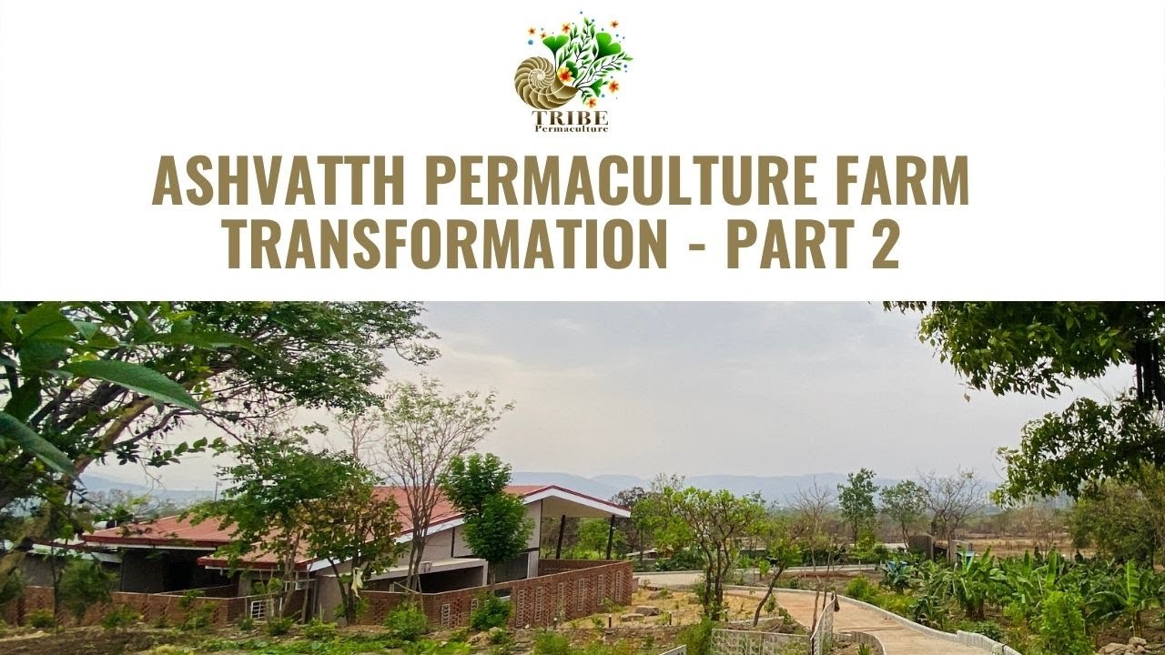 Tribe Permaculture success story of Ashvatth Farm - Part 2